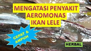 CARA CEPAT DAN AMPUH MENGATASI PENYAKIT AEROMONAS PADA IKAN LELE 🐬🐬🐬 [upl. by Comyns]