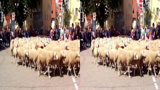 Festzug beim Schäferlauf Markgröningen 2014 in 3D [upl. by Ettennahs]