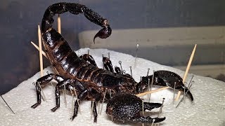 Scorpion Taxidermy Tutorial Part 12 [upl. by Mazonson]