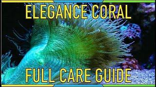 FULL Elegance Coral Care Guide  Placement Parameters Feeding [upl. by Anawit]