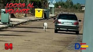 De paseo 🐶😂  Locos al volante 54  Dashcams España [upl. by Haropizt]