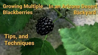 Thriving in the Desert Mastering Multiple Blackberry Varieties in Your Arizona Backyard [upl. by Gruber262]