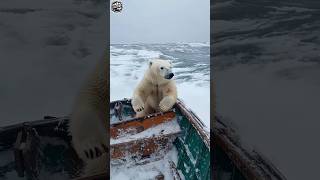 quotक्या आप जानते हैं Polar Bear की सफेद नहीं काली होती है असली त्वचाquot [upl. by Bob]