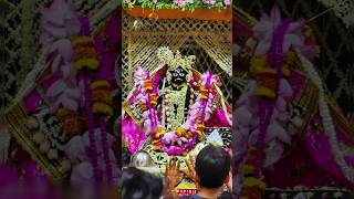 बोलो वृंदावन श्री बांके बिहारी लाल की जय  Banke Bihari ji ke darshan bankebihari vrindavan [upl. by Ynnoj]