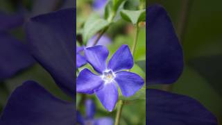 Purple Vinca The Vibrant Periwinkle in Garden shorts vincaflower purpleflowers PlantsWorld [upl. by Adnuhsal]