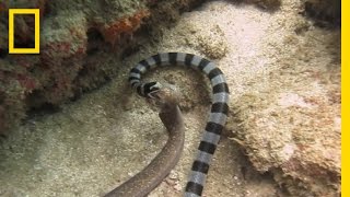 Watch Sea Snake Swallows Eel Whole  National Geographic [upl. by Isaac]