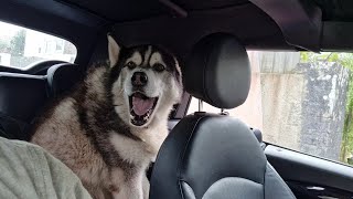 Huskys Scream is So Loud when he Knew we Arrived [upl. by Morehouse542]