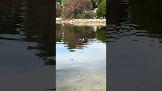 Ducks Swimming [upl. by Attenyw71]