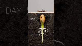 Plants Germination [upl. by Trevar678]