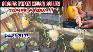 proses menanam melon golden di polybag sampe panenmelon melongolden garden [upl. by Ahcarb]