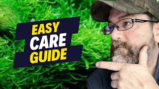 Java Moss Care Pro Tips You Need to Know [upl. by Jezreel735]