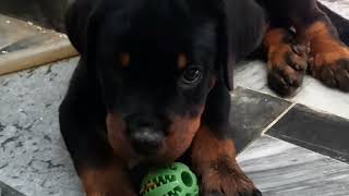 Rottweiler Puppy Playing with ball 🥰 [upl. by Ennis]