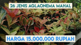 26 Jenis Aglaonema dengan Harga Lebih dari 1000000 Rupiah [upl. by Corene]