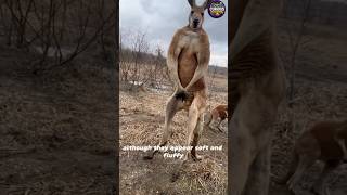 Whats Behind the Kangaroo ATTACK Epidemic in Australia [upl. by Mathias54]