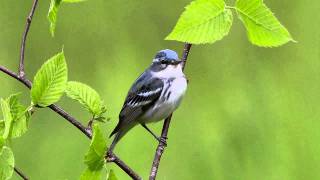 Cerulean Warbler [upl. by Athey]