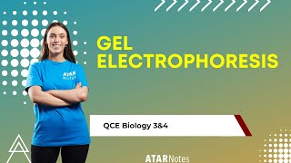 Gel Electrophoresis  QCE Biology 3amp4 [upl. by Namie]