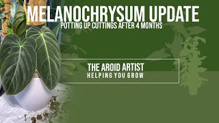 REPOT philodendron melanochrysum cuttings – 4 MONTH UPDATE [upl. by Sutherland]