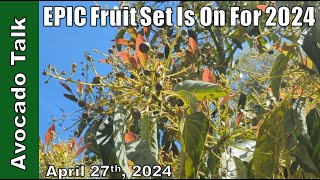 Epic Fruit Set Is ON For 2024🥑Avocado Talk🥑 [upl. by Joshi464]