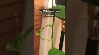 Pothos and Corn Plant Duo growingup plant pothos shorts reels [upl. by Gibe]