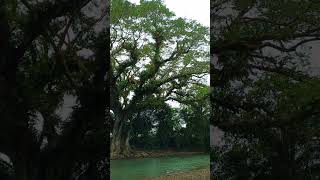 Worlds oldest Acacia tree [upl. by Fair]