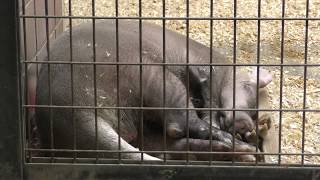 夢見るツチブタ 上野動物園 2017年12月9日 [upl. by May]