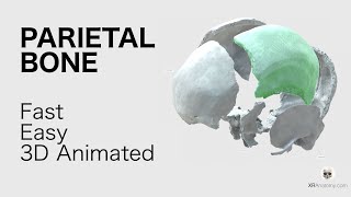 Parietal Bone  Fast and Easy Animated in 3D [upl. by Lura256]