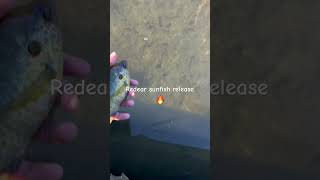 Redear Sunfish release fishspecies sunfish fishing fish fishingvideo redearsunfish bluegill [upl. by Chlo31]