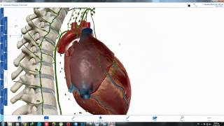 شرح تحميل وتنصيب اسطوانة تشريح الجسم البشري ثلاثي الابعاد3D Human anatomy [upl. by Acnairb]