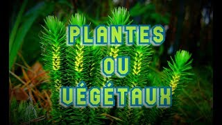 BOTANIQUE 1  PLANTES OU VÉGÉTAUX   une classification phylogénétique en biologie végétale [upl. by Yekciv]