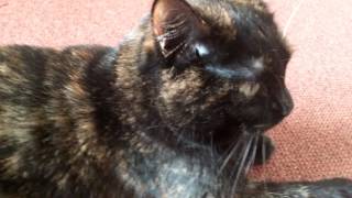 Tortitude our Torti having the last word [upl. by Fishback]