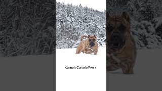 Kennel Canada Presa [upl. by Tessy]