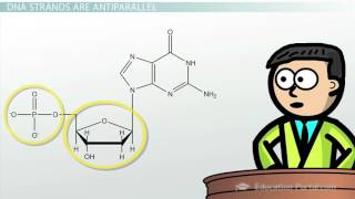 DNA  Adenine Guanine Cytosine Thymine [upl. by Eidob]