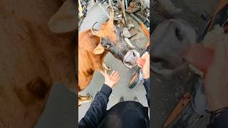 Gau mata or doggy Ek saath 🐕🐄🍉 lekirider tamilnadu [upl. by Suirtimid]