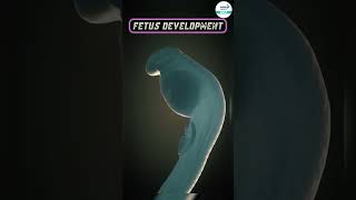 What is The Development of The Fetus  shorts biology neetpreparation fetusdevelopment neet [upl. by Eceinaj]