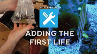 Ep 16  Build Series Adding the First Life [upl. by Wendt24]