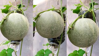 How to grow Cantaloupe at home [upl. by Hebel]