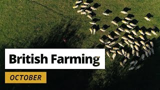 British Farming  12 Months On A UK Farm October [upl. by Humberto]