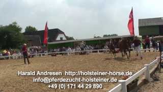 httpholsteinerhorsede Holsteiner Stutfohlen von Casall [upl. by Notlit]