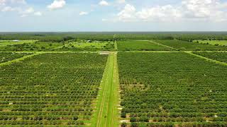 Fellsmere Florida Orange 🍊 Groves [upl. by Fontes]