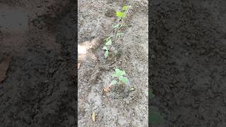 Co curricular activity kavijakhar art cocurricularactivities youtube shorts gardening [upl. by Acey437]