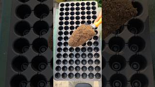 How to grow seeds in a seedling tray [upl. by Flight695]