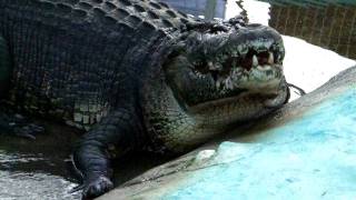 Croc Attack  Lolongs Documentary [upl. by Colas777]