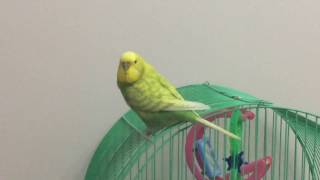 Dişi Muhabbet Kuşu ve Sesi  how to make a budgie talk [upl. by Frick]