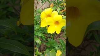 allamanda flowers plantyoutubeshorts floweringplant [upl. by Repsac338]