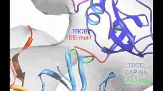 Molecular architecture of the complex formed by alphatubulin and molecular chaperones [upl. by Lamag782]