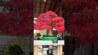 Japanese Maple Bonsai Fall Colors bonsai bonsaitree garden gardening tree plants [upl. by Adnohsad]