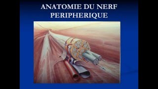 traumatologie LÉSIONS NERVEUSES PÉRIPHÉRIQUES [upl. by Frechette]