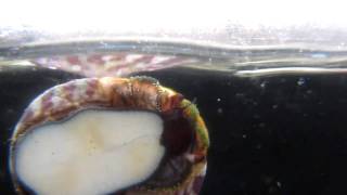 Kraylens Lab  Banded Trochus Snail Spawning [upl. by Beane420]