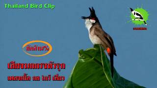 เสียงนกกรงหัวจุก นกนับดอก เพลงเบิ้ล 3 พยางค์ Thailand Bird Clip Chào Mào Thái Lan [upl. by Yeldoow12]