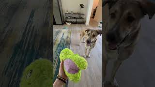 This is a 3 second song… music funny comedy dog puppy beautifulgemini GeminiTheStinker [upl. by Grey]